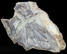 Devonian Petrified Wood From Oklahoma - Oldest True Wood #50166-1